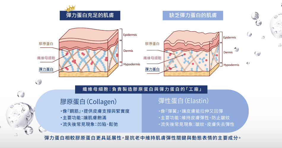 彈力蛋白像是肌膚的「彈簧」，維持皮膚的彈性、防止皺紋